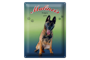 Malinois Hund Belgien 1899– Metallschild – 30x40cm