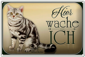 American Shorthair Katze - Hier wache ich – Metallschild – 20x30cm