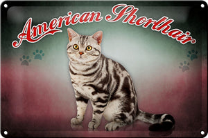 American Shorthair Katze Wanddeko – Metallschild – 20x30cm