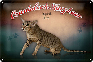 Orientalisch Kurzhaar Katze England Wanddeko – Metallschild – 20x30cm