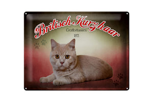 Britisch Kurzhaar - British Shorthair Katze – Metallschild – 30x40cm