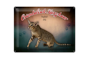 Orientalisch Kurzhaar Katze England Wanddeko – Metallschild – 30x40cm