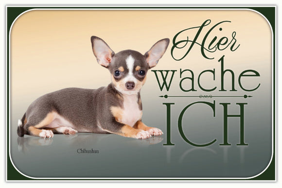 Chihuahua - Hier wache ich
